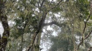 Mossy tree branches in forest